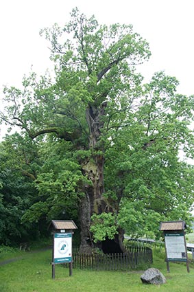 cadinen7